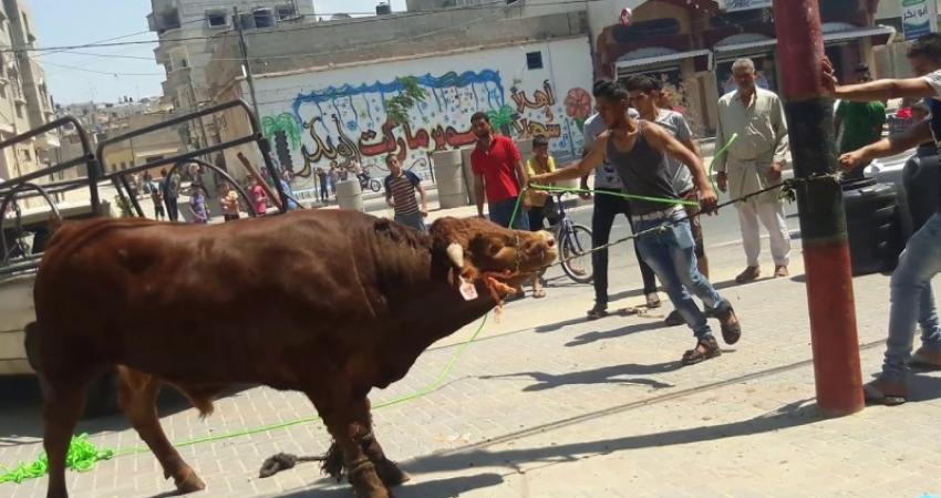أنس دنقل يكتب :ابو العريف والعجل الغبي !!